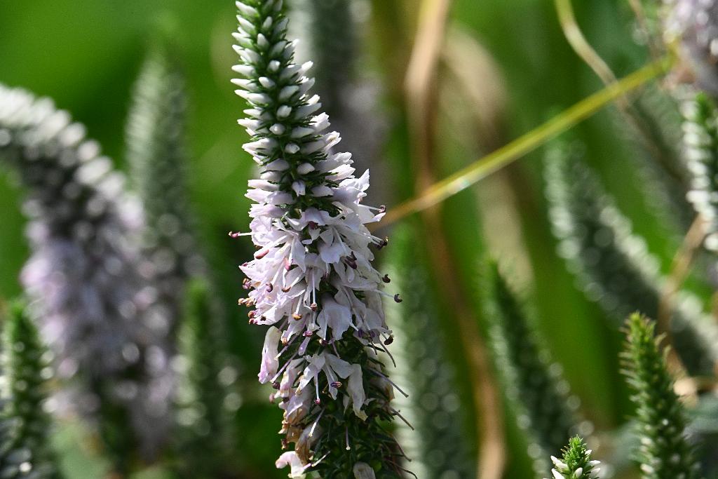 2025-06219151 Tower Hill Botanic Garden, MA.JPG - Speedwell (Veronica spicata subsp. incana). New England Botanic Garden at Tower Hill, MA, 6-21-2025